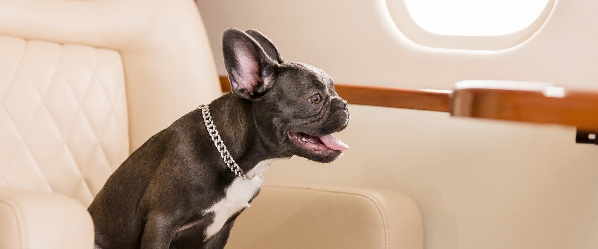 Dog,At,The,Plane.,French,Bulldog,On,A,Board,,Selective ► Charter-A Ltd Charter-a ltd pet flights